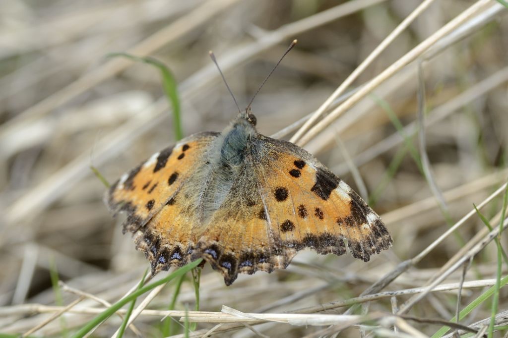 Aglais Urticae?